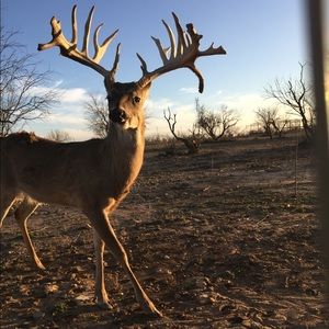 Meet your Posher, Annabelle